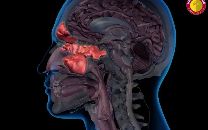 Sinus Anatomy _ What is Sinus Sinus Anatomy _ What is Sinus